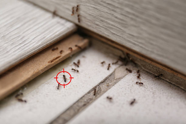 Best Pest Inspection Near Me  in Maple Bluff, WI