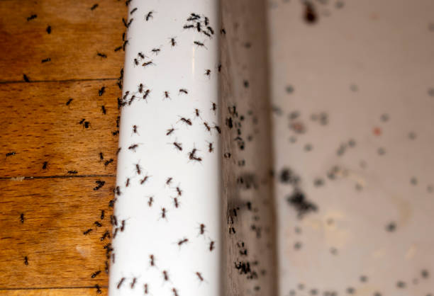 Best Termite Control Services  in Maple Bluff, WI